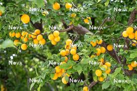 Attēlu rezultāti vaicājumam “Prunus domestica subsp. insitita fruit”