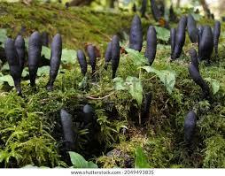 Attēlu rezultāti vaicājumam “Xylaria longipes”