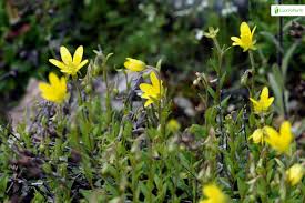 Attēlu rezultāti vaicājumam “Saxifraga hirculus flower”