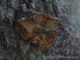 Attēlu rezultāti vaicājumam “Phellinus chrysoloma”