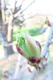 Attēlu rezultāti vaicājumam “Kalopanax septemlobus fruit”