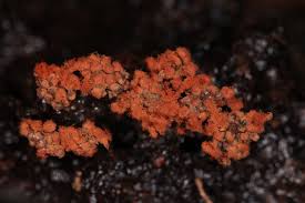 Attēlu rezultāti vaicājumam “Metatrichia vesparia”