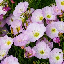 Image result for Nachtkerze