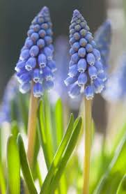 Attēlu rezultāti vaicājumam “Muscari armeniacum”