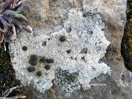 Attēlu rezultāti vaicājumam “Porpidia macrocarpa”