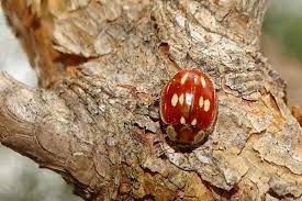 Attēlu rezultāti vaicājumam “Myzia oblongoguttata”