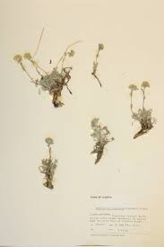 Attēlu rezultāti vaicājumam “Cruciferae”