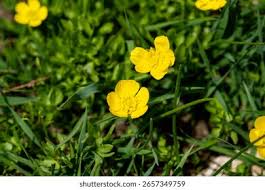 Attēlu rezultāti vaicājumam “Ranunculus bulbosus flower”