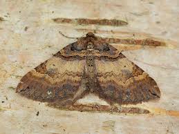 Attēlu rezultāti vaicājumam “Earophila badiata”