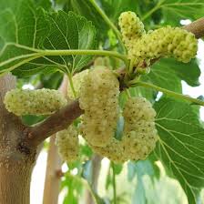 Attēlu rezultāti vaicājumam “Philonotis marchica”