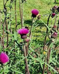Attēlu rezultāti vaicājumam “Cirsium heterophyllum”