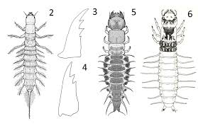 Attēlu rezultāti vaicājumam “Megaloptera”