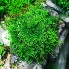 Attēlu rezultāti vaicājumam “Thuidium”