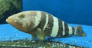 Image result for Epinephelus andersoni