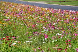 Image result for Phlox drummondii