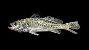 Image result for Cynoscion nebulosus