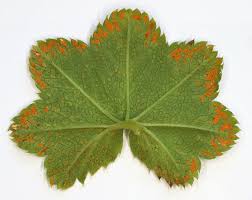 Attēlu rezultāti vaicājumam “Trachyspora intrusa”