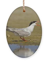 Attēlu rezultāti vaicājumam “Sterna hirundo”