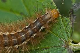 Attēlu rezultāti vaicājumam “Spilosoma lutea imago”