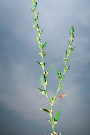 Attēlu rezultāti vaicājumam “Polygonum arenastrum flower”