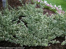 Attēlu rezultāti vaicājumam “Euonymus flower”