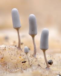 Attēlu rezultāti vaicājumam “Arcyria imperialis macro”