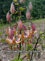 Attēlu rezultāti vaicājumam “Lilium martagon bud”