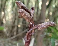 Attēlu rezultāti vaicājumam “Licea pygmaea sessile”