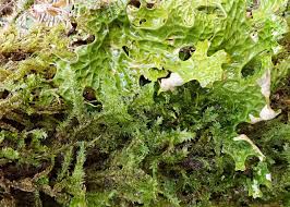 Attēlu rezultāti vaicājumam “Lobaria pulmonaria”