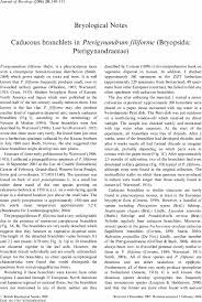 Attēlu rezultāti vaicājumam “Pterigynandrum filiforme”