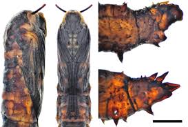 Attēlu rezultāti vaicājumam “Tipulidae female”