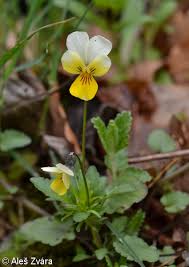 Attēlu rezultāti vaicājumam “Viola tricolor leaf”