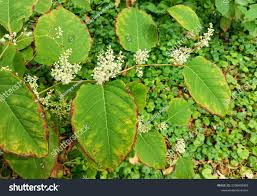 Attēlu rezultāti vaicājumam “Reynoutria sachalinensis fruit”