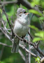 Attēlu rezultāti vaicājumam “Sylvia nisoria”