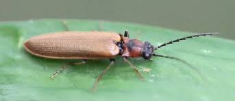 Attēlu rezultāti vaicājumam “Denticollis linearis”