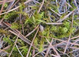 Attēlu rezultāti vaicājumam “Rhytidiadelphus squarrosus”