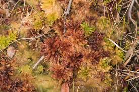 Attēlu rezultāti vaicājumam “Sphagnum magellanicum”