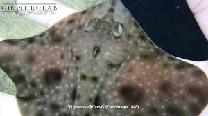 Image result for Dipturus laevis