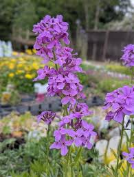Attēlu rezultāti vaicājumam “Hesperis matronalis”