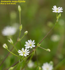 Attēlu rezultāti vaicājumam “Arenaria serpyllifolia”