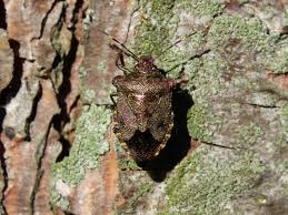 Attēlu rezultāti vaicājumam “Troilus luridus”