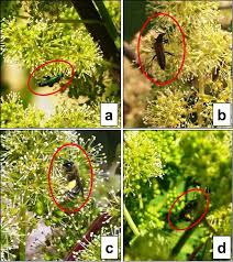 Attēlu rezultāti vaicājumam “Oedemera sp.”