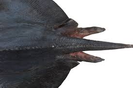 Image result for Pteroplatytrygon violacea