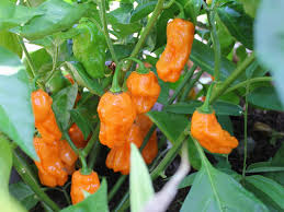 Afbeeldingsresultaat voor orange habanero hot pepper