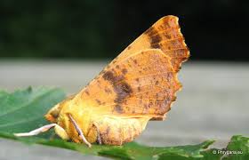 Attēlu rezultāti vaicājumam “Ennomos autumnaria male”