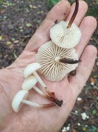 Attēlu rezultāti vaicājumam “Licea testudinacea young”