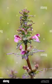 Attēlu rezultāti vaicājumam “Pedicularis palustris”