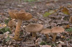 Attēlu rezultāti vaicājumam “Inocybe lanuginosa”