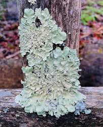 Attēlu rezultāti vaicājumam “Flavoparmelia caperata”