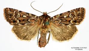 Attēlu rezultāti vaicājumam “Lycophotia porphyrea”